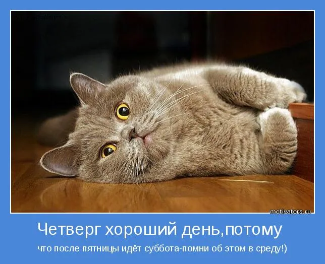 Открытка Открытки на четверг - Смешная открытка с котом: Пятница близко! | Красивая открытка #13