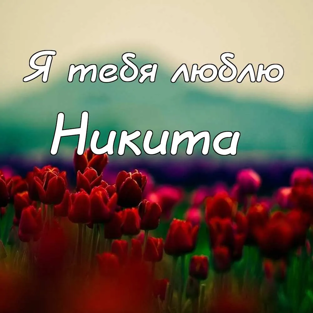Открытка Открытки с именем Никита - Поле красных тюльпанов | Красивая открытка #249