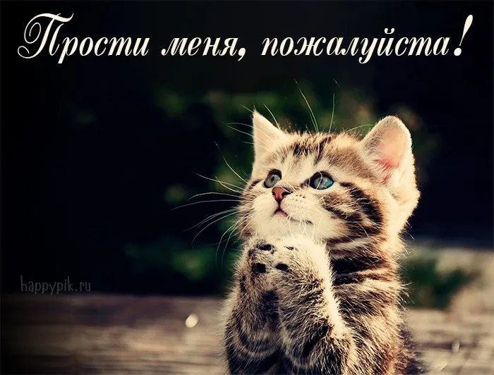 Открытка Прости - Милый котенок: фото для открытки | Красивая открытка #2
