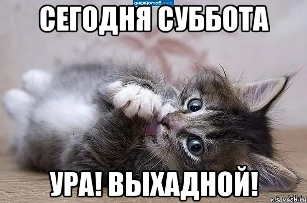 Открытка Открытки на субботу - Котенок лежит на животе — открытка с котенком | Красивая открытка #205