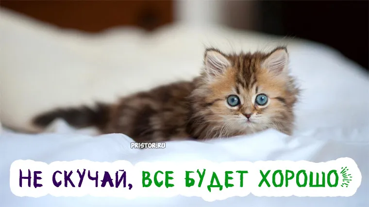 Открытка Не скучай - Милый котенок на открытке: поздравления с праздником | Красивая открытка #13