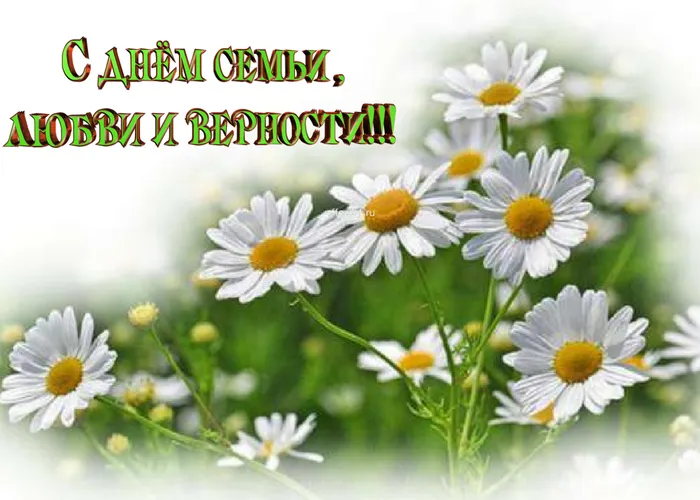 Открытка С ромашками - Полевые цветы. Открытка с ромашками. | Красивая открытка #19