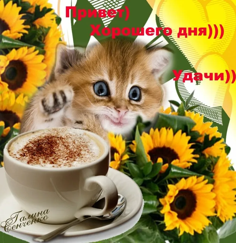 Открытка добрый день - Открытка с котенком и кофе: Нежная красота | Красивая открытка #5