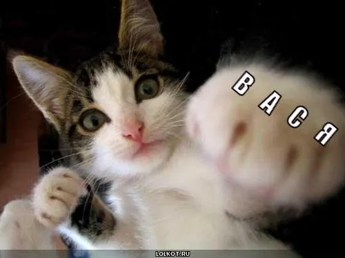 Открытка открытки с именем Василий - Смешная открытка с котиком: забавное фото для поздравлений | Красивая открытка #202