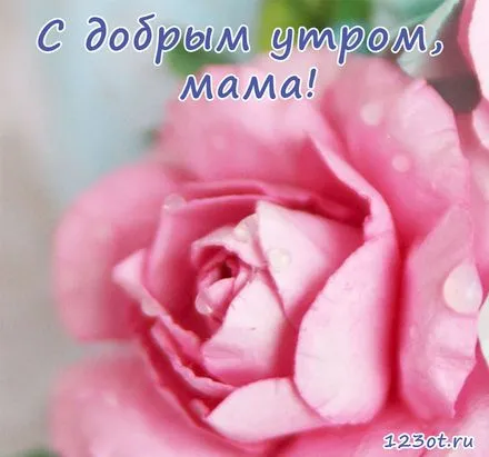 Открытка Доброе утро - Розовые розы: нежные цветы на открытке | Красивая открытка #384