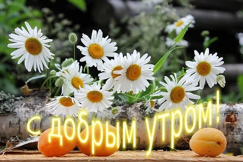 Открытка С ромашками - Открытка: Полевые цветы, абрикосы, доброе утро | Красивая открытка #8