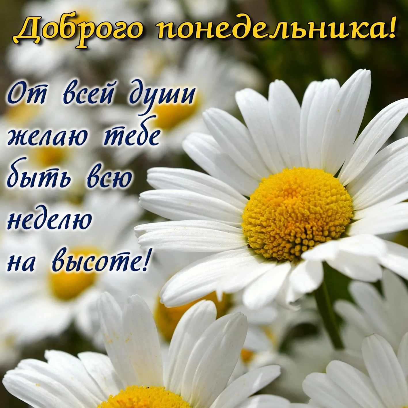 Открытка Хорошей недели - Белые ромашки на лугу - открытка | Красивая открытка #7