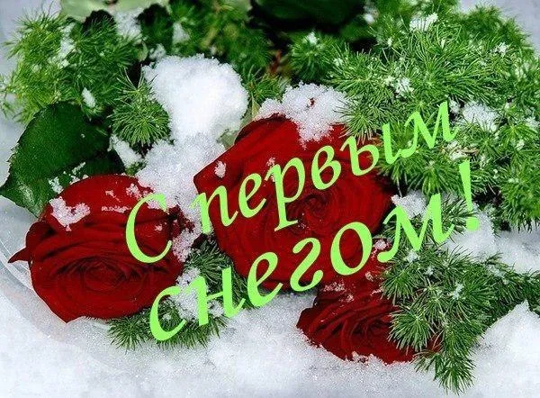 Открытка С первым снегом - Красная роза в снегу: зимняя открытка | Красивая открытка #57