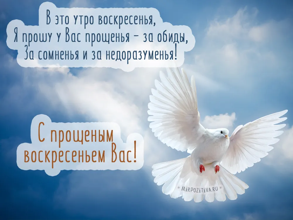 Открытка открытки на прощеное воскресенье  - Белый голубь на фоне голубого неба - открытка | Красивая открытка #40