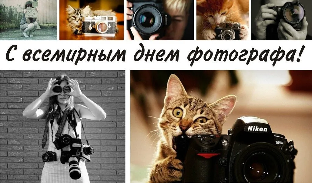 Открытка День фотографа - Открытка «День фотографа»: Кот и камера | Красивая открытка #49