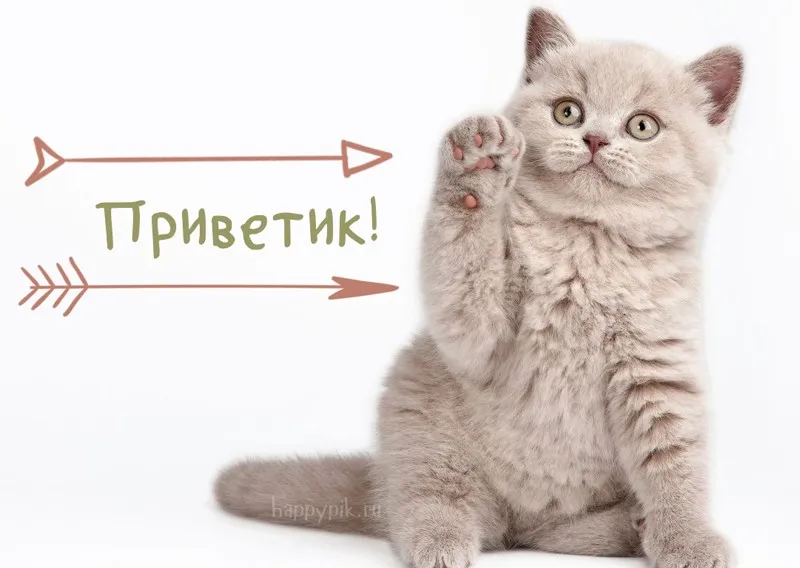 Открытка Привет - Открытка с котенком: милый подарок с доставкой | Красивая открытка #38