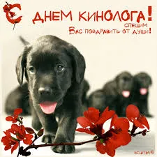 Открытка Открытки с днем кинолога - Открытка с щенками: милые котята и цветы | Красивая открытка #23
