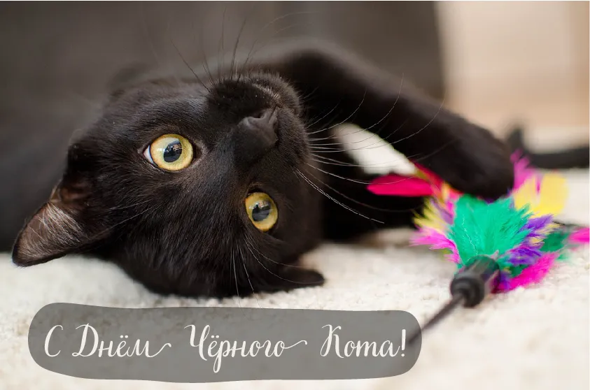 Открытка День черного кота - Поздравления с Днём кота: чёрный кот с игрушкой | Красивая открытка #17