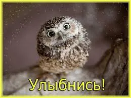 Открытка Улыбнись - Милая сова: открытка с птицей, фото | Красивая открытка #323