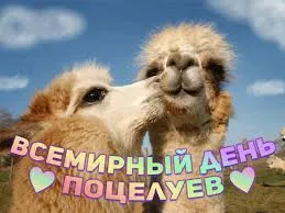 Открытка Открытки с днем поцелуя - Забавные открытки с ламой: милые поцелуи | Красивая открытка #59