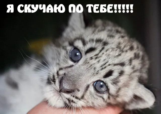Открытка Открытки скучаю по тебе - Уральский снежный леопард: милая открытка с котенком | Красивая открытка #198