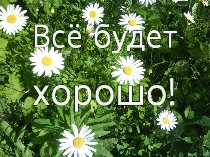 Открытка Открытки все будет хорошо - Полевые цветы: открытка с ромашками | Красивая открытка #46