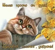 Открытка Открытки желаю здоровья - Открытка с рыжим котом и осенними листьями | Красивая открытка #17