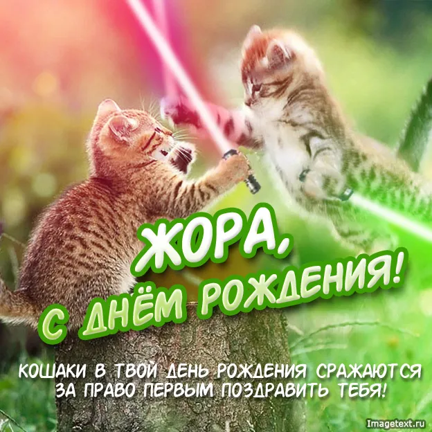 Открытка открытки с именем Георгий  - Поздравления с Днем рождения: котята обнимаются | Красивая открытка #80