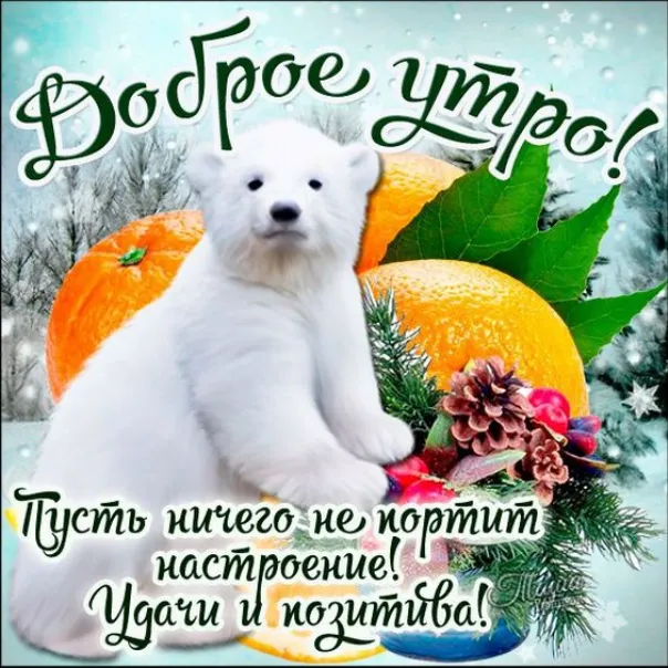 Открытка Доброе утро - Открытка с белым медведем и оранжeвым, еловой лапкой | Красивая открытка #268