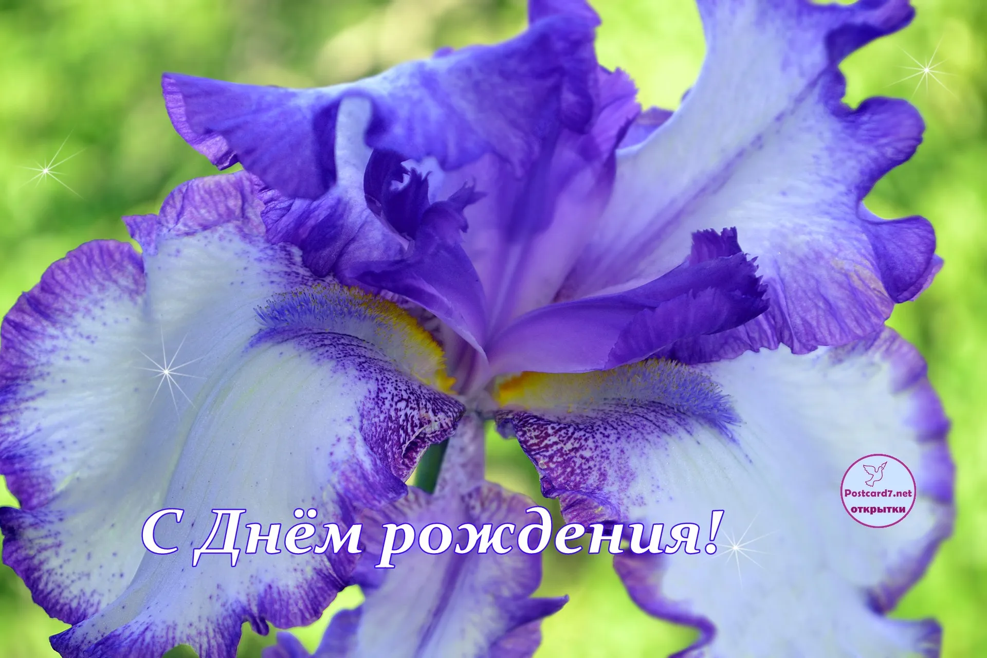 Открытка С ирисами - Открытка с фиалкой: С днем рождения! | Красивая открытка #38