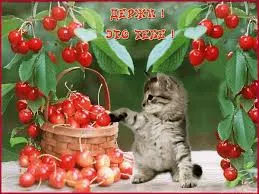 Открытка Для тебя - Котенок и вишня: открытка с котенком, корзина с ягодами | Красивая открытка #153