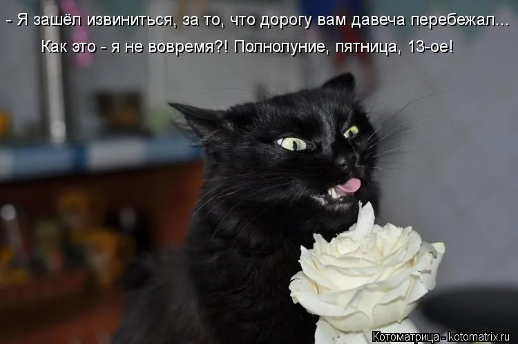 Открытка Открытки на пятницу 13 - Черный кот с тортом — смешная открытка | Красивая открытка #12