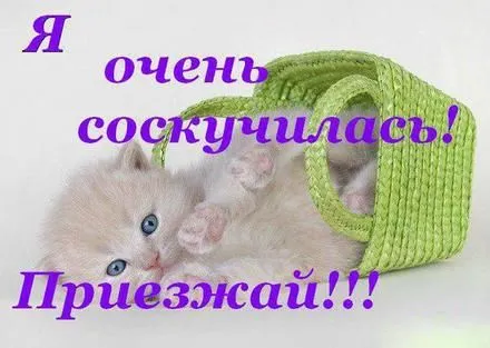 Открытка Я скучаю  - Милый котенок в плетеной корзинке | Красивая открытка #43