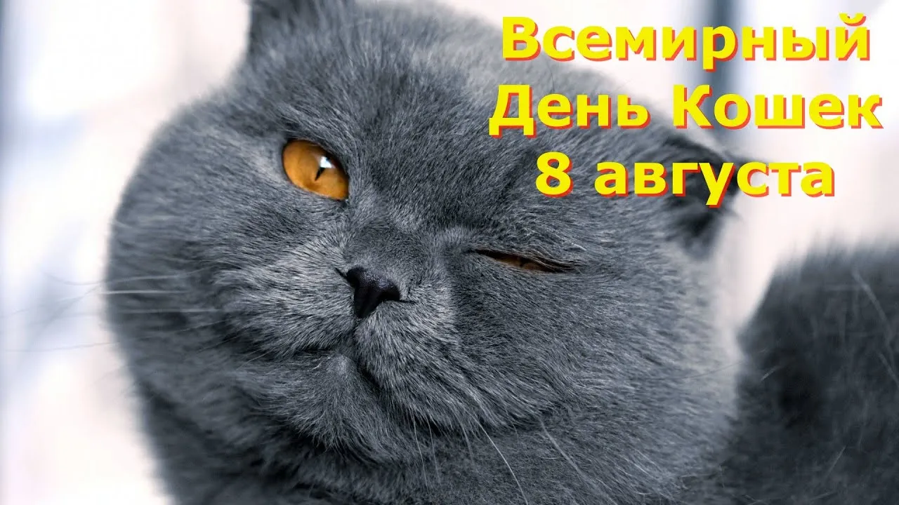 Открытка День Кошек - Крупный план кота с янтарными глазами | Красивая открытка #1