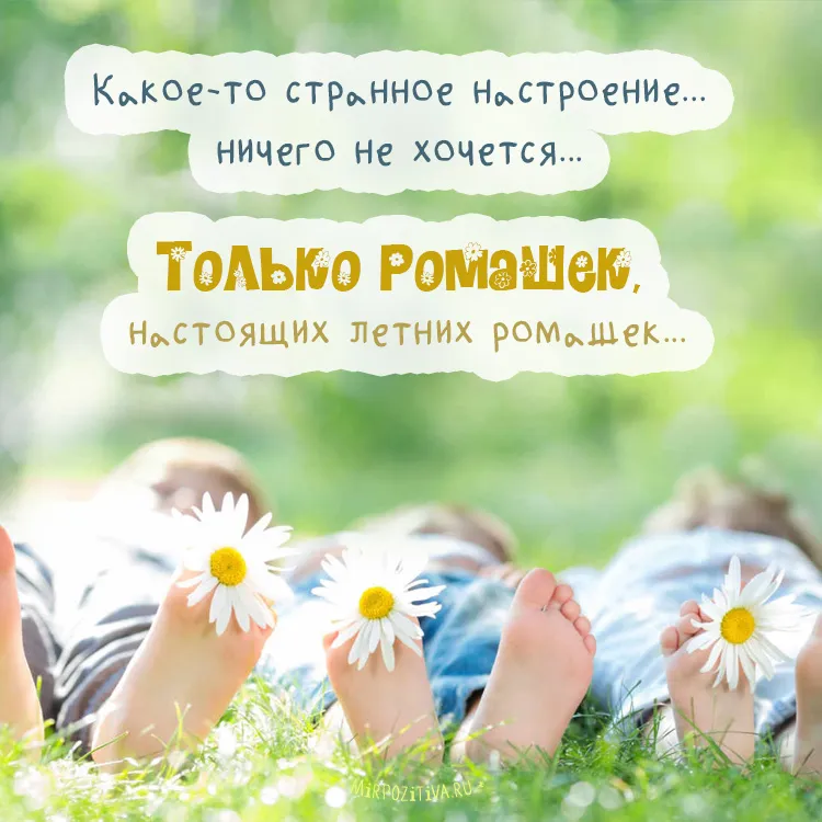 Открытка С ромашками - Открытка: полевые цветы, ноги, лето, природа | Красивая открытка #14