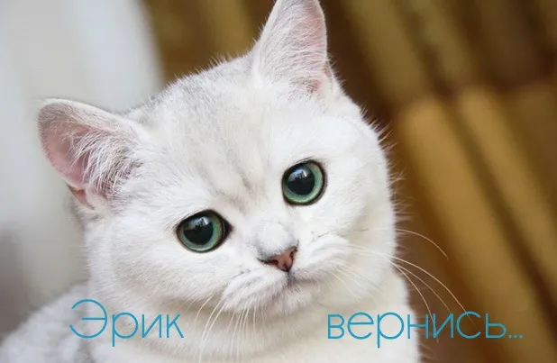 Открытка Открытки с именем Эрик - Белый кот с зелеными глазами | Красивая открытка #37