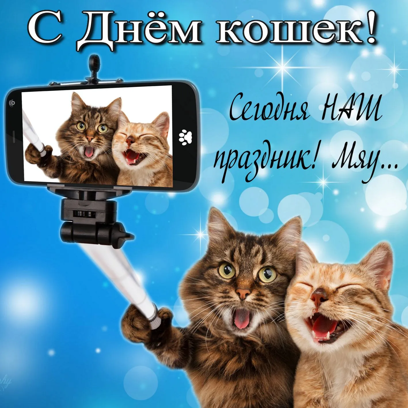 Открытка День Кошек - Смешная кошка селфи открытка  Прикольный кот | Красивая открытка #2