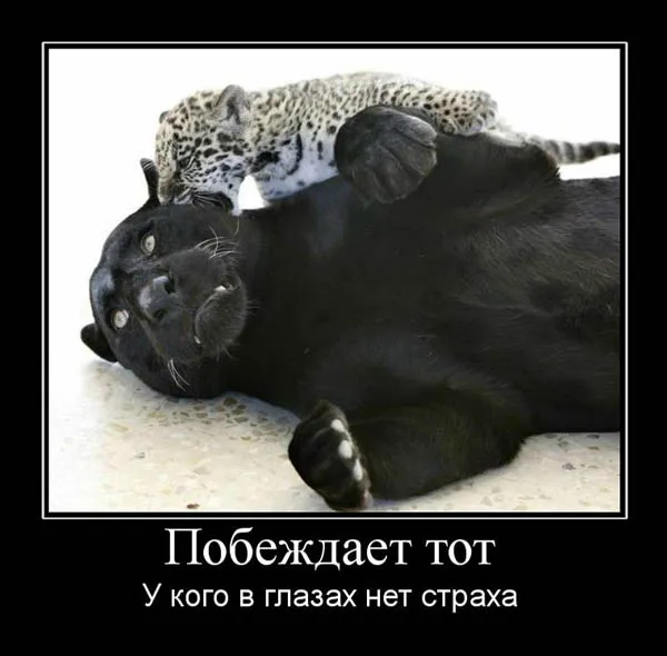 Открытка Демотиваторы - Забавная открытка с котиками: смешное фото для друзей | Красивая открытка #19