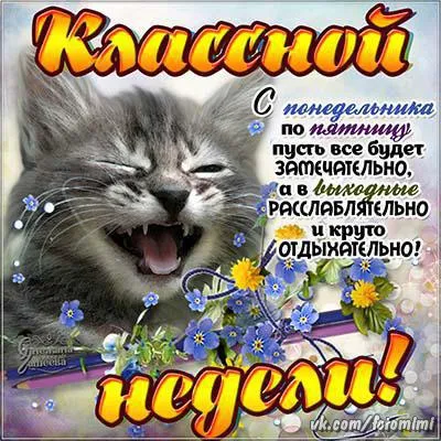 Открытка Хорошей недели - Открытка с котиком и цветами  Поздравления с праздником | Красивая открытка #43