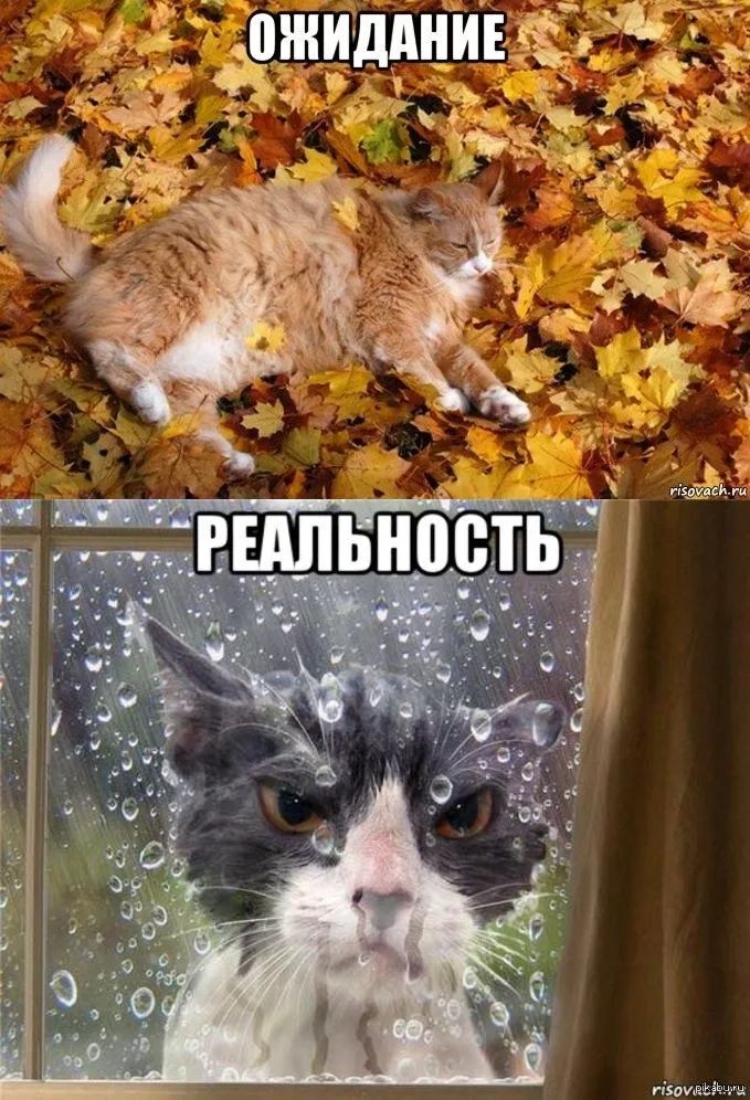 Открытка времена года - Кошка на окне с дождем - открытка | Красивая открытка #37