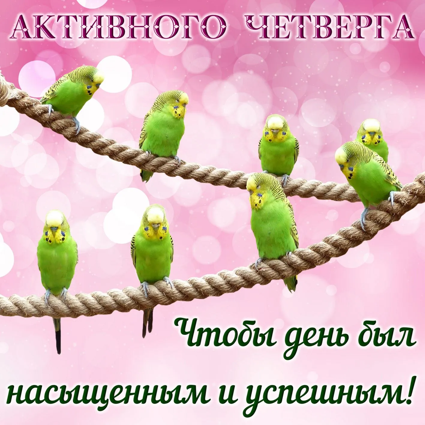 Открытка Удачного четверга - Яркие попугаи на ветке: открытка с добрым утром | Красивая открытка #11