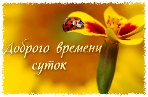 Открытка Доброго времени суток - Яркая открытка с цветком и божьей коровкой | Красивая открытка #15