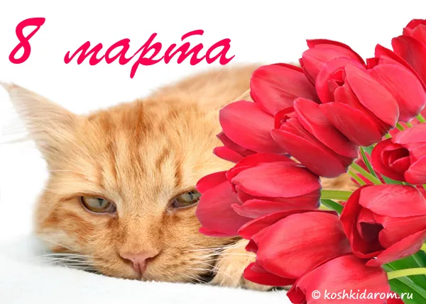 Открытка 8 марта - Открытка с рыжим котом и красными тюльпанами | Красивая открытка #79