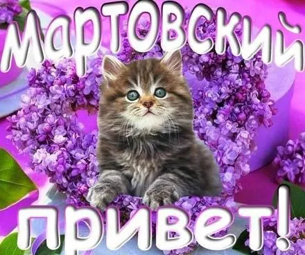 Открытка С сиренью - Открытка с котенком среди сирени | Красивая открытка #115