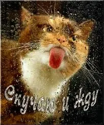 Открытка Скучаю - Открытка с котиком, высунувшим язык | Красивая открытка #186
