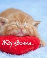 Открытка Я по тебе скучаю - Спящий котенок на подушке: Открытка с милотой | Красивая открытка #10