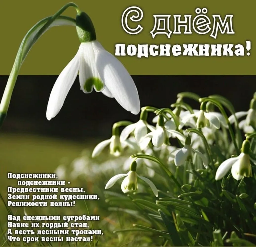 Открытка С днём подснежника - Подснежники - вестники весны и любви | Красивая открытка #75