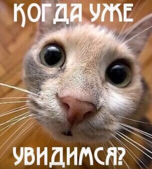 Открытка Давай встретимся  - Крупный план кота: удивленные глаза | Красивая открытка #3