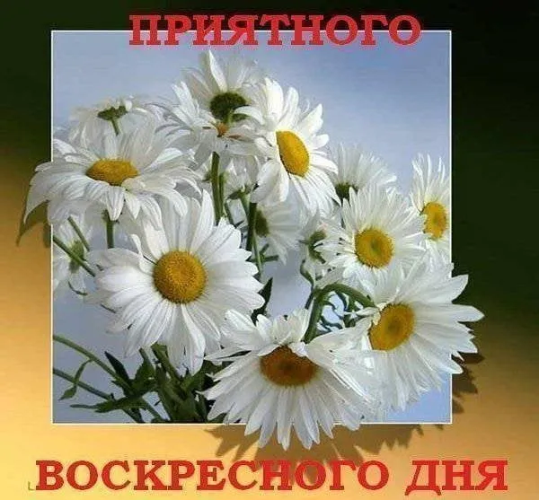 Открытка Открытки на воскресенье - Открытка с ромашками | Красивая открытка #107