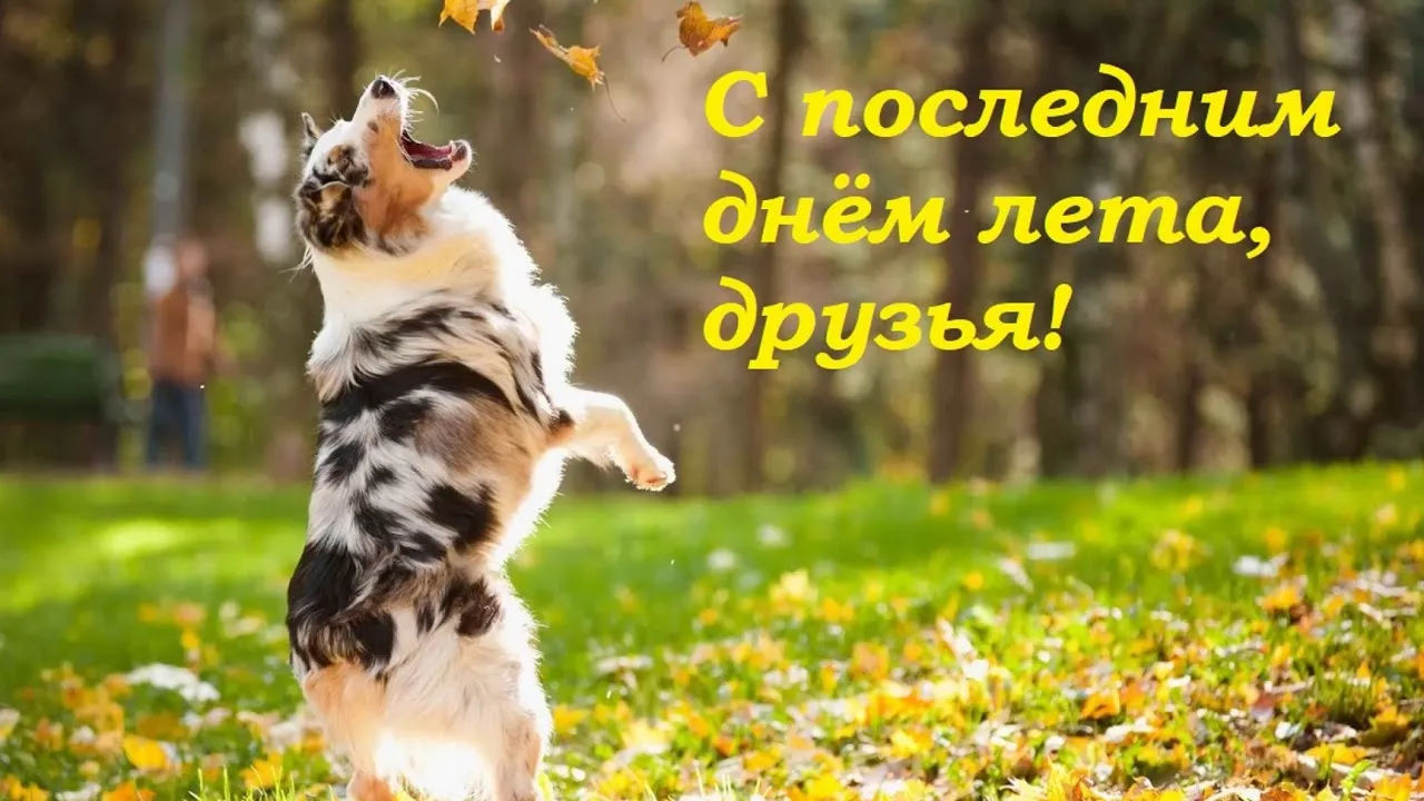 Открытка С последним днем лета! - Счастливчик: открытка с собакой на природе | Красивая открытка #42
