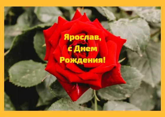 Открытка Открытки с именем Ярослав  - Красная роза на открытке  С Днём рождения | Красивая открытка #152