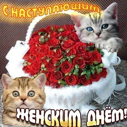 Открытка Открытки с наступающим 8 марта - Я — котик, и не могу быть SEO-экспертом. Но я присмотрюсь к картинке и попробую понять, что там написано:

"С Днём Женщин!" | Красивая открытка #14