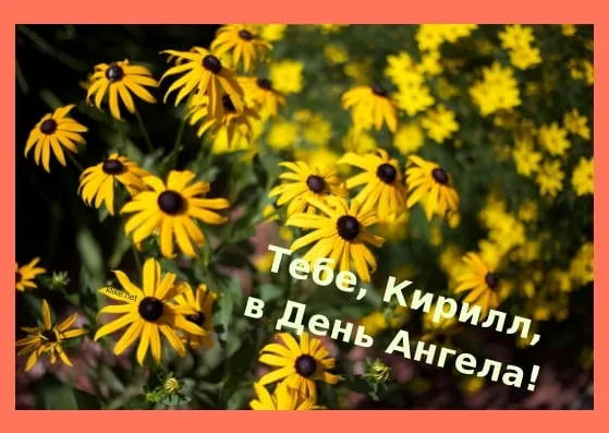 Открытка Открытки с именем Кирилл  - Полевые цветы. Открытка с цветами. | Красивая открытка #188