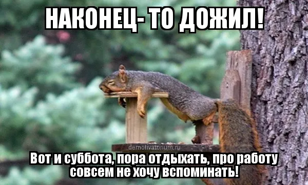 Открытка Открытки на субботу - Белка с пивом: смешная открытка для друзей | Красивая открытка #48