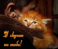 Открытка Открытки скучаю по тебе - Рыжий котенок на фоне человека. Открытка с котиком | Красивая открытка #157